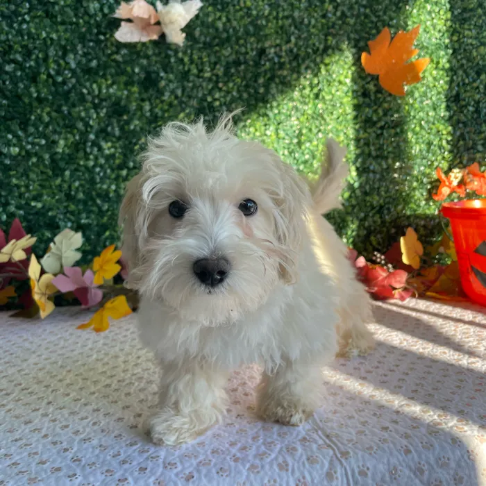 Female Maltipoo puppy named Saffron for sale at Puppy Dreams - West Little Rock.