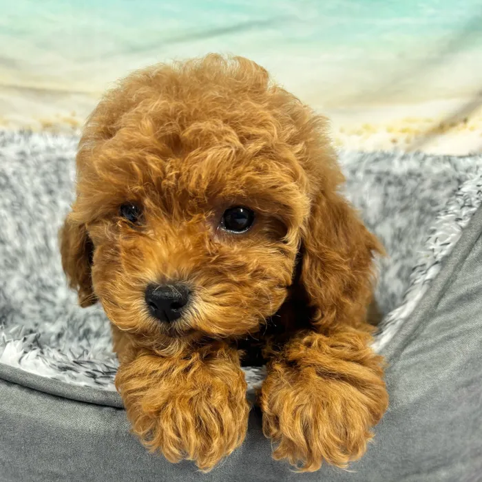 Male Mini Poodle puppy named Layton for sale at Puppy Dreams - South Little Rock.