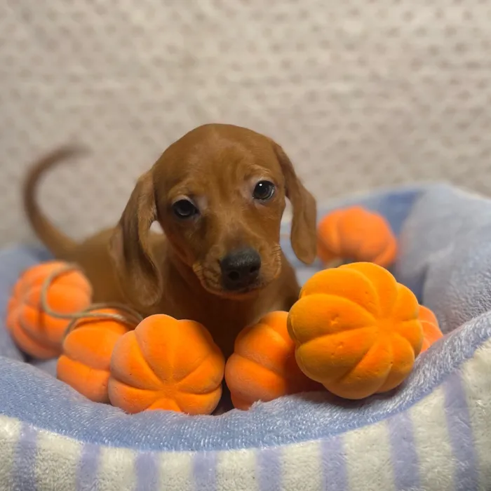 Male Chiweenie puppy named Boo for sale at Puppy Dreams - West Little Rock.