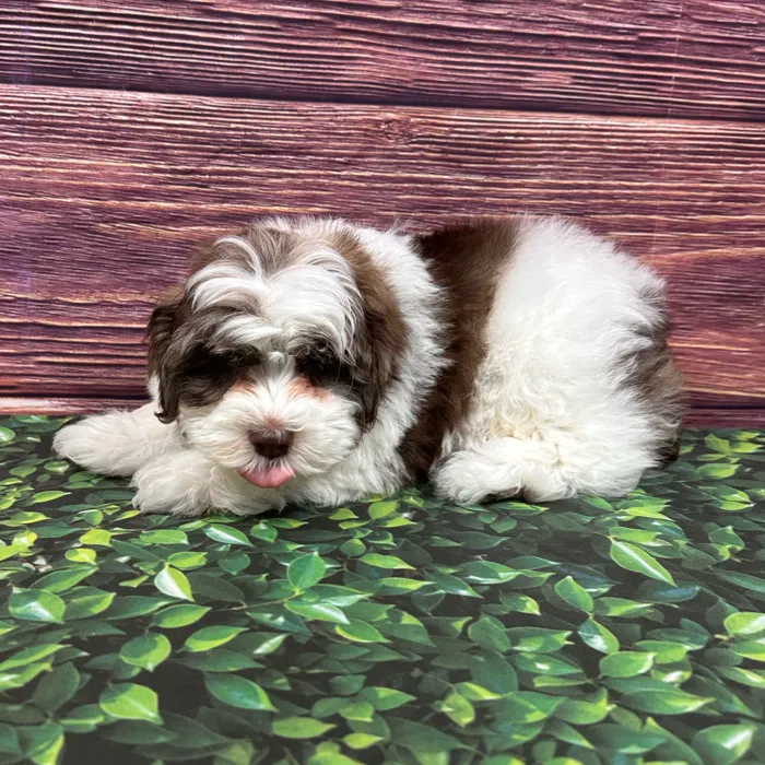Male Schnoodle puppy named Dupont for sale at Puppy Dreams - South Little Rock.