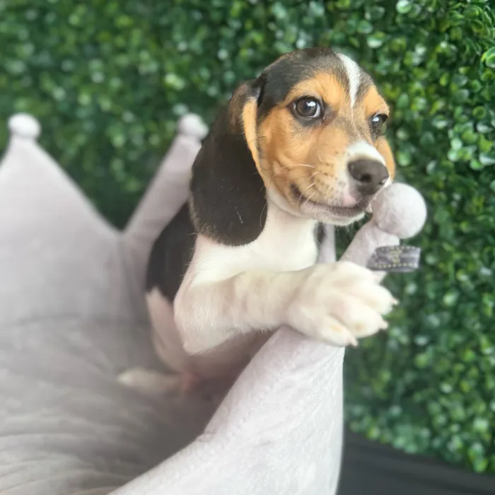 Male Beagle puppy named Sawyer for sale at Puppy Dreams - South Little Rock.