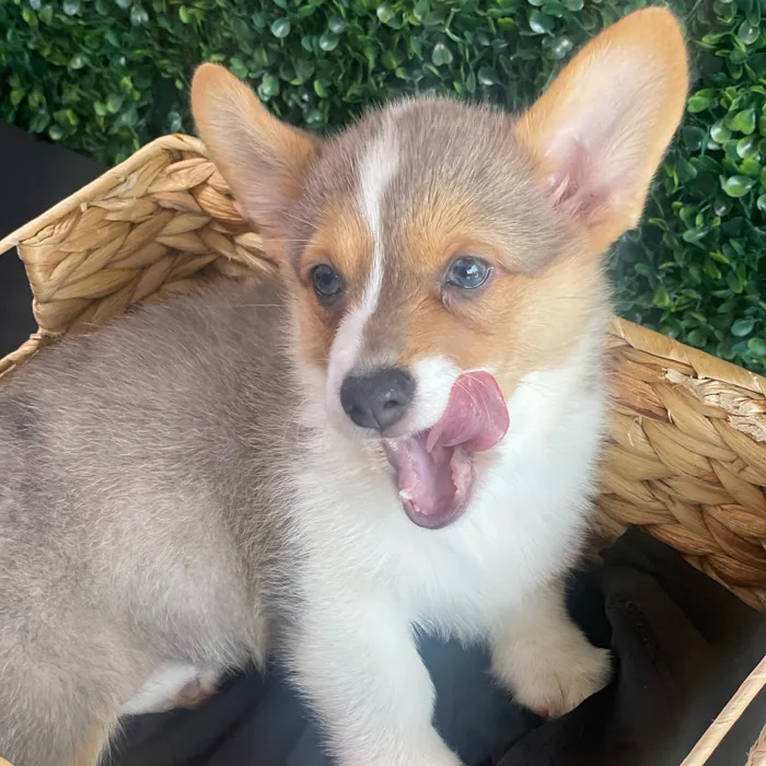 Female Pembroke Welsh Corgi puppy named Tia for sale at Puppy Dreams - South Little Rock.