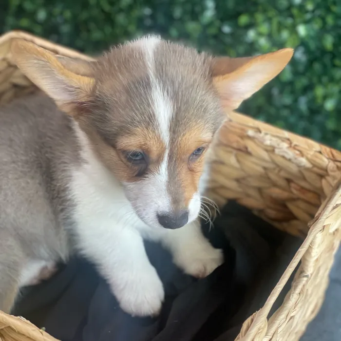 Female Pembroke Welsh Corgi puppy named Tia for sale at Puppy Dreams - South Little Rock.
