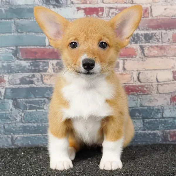 Female Pembroke Welsh Corgi puppy for sale at Puppy Dreams - West Little Rock.