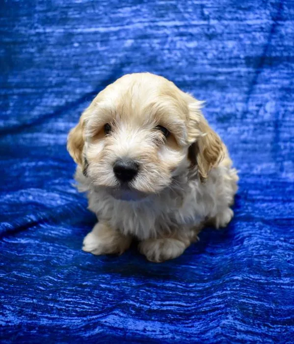 Male Maltipoo puppy for sale at Puppy Dreams - West Little Rock.