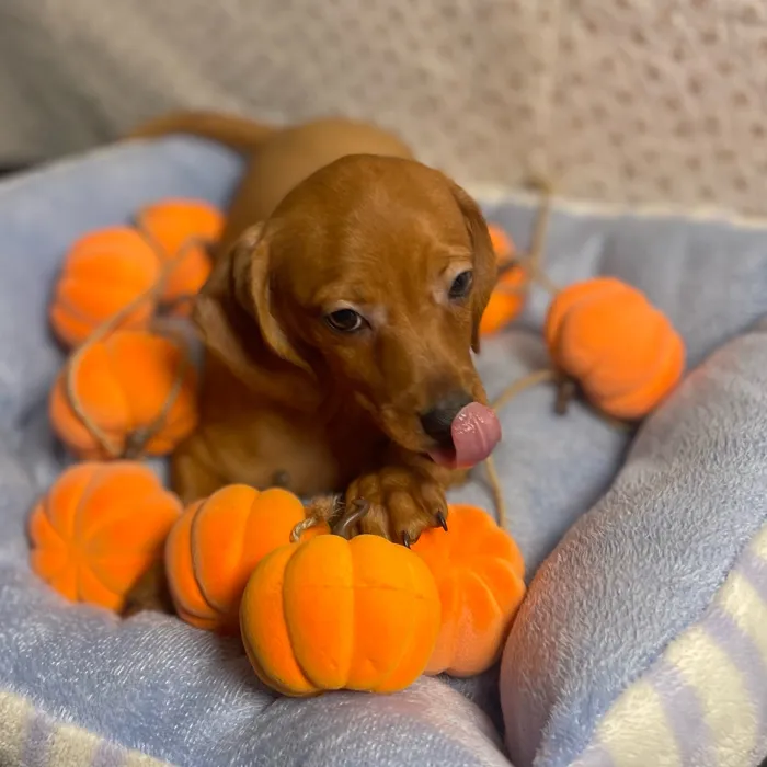 Male Chiweenie puppy named Boo for sale at Puppy Dreams - West Little Rock.