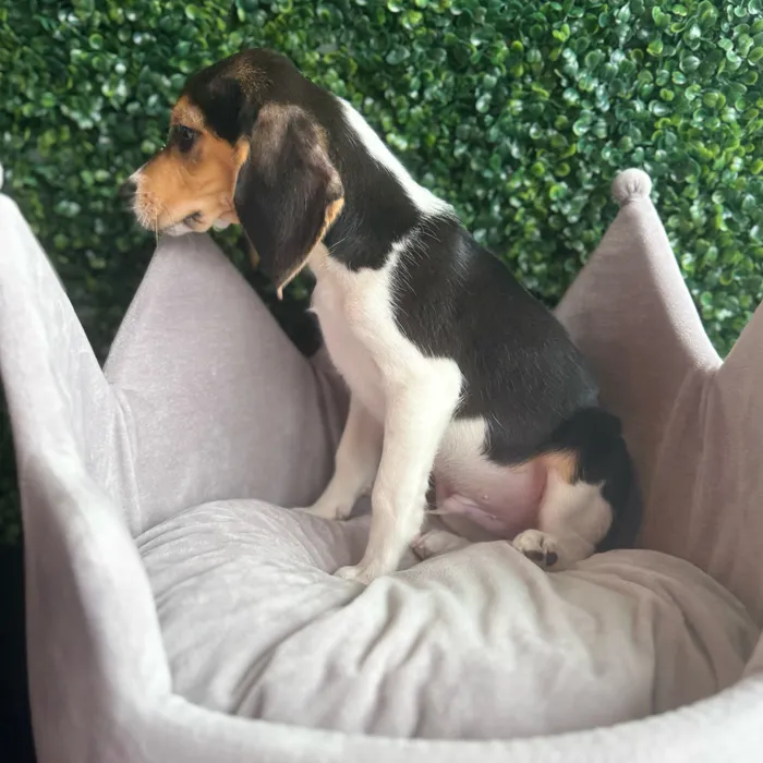 Male Beagle puppy named Sawyer for sale at Puppy Dreams - South Little Rock.