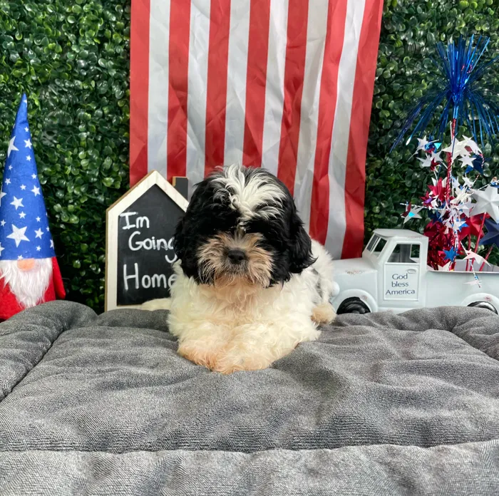 Female Shih Tzu puppy named Elaine for sale at Puppy Dreams - West Little Rock.