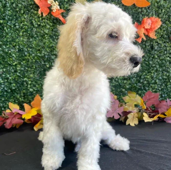 Male Cockapoo puppy named Nemo for sale at Puppy Dreams - West Little Rock.