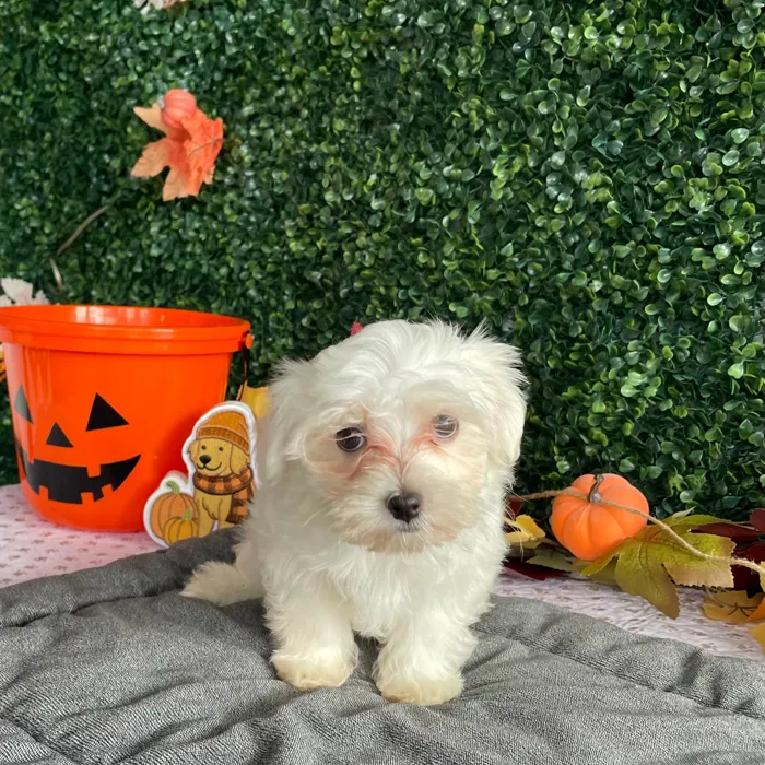 Male Maltese puppy named Timmy for sale at Puppy Dreams - West Little Rock.