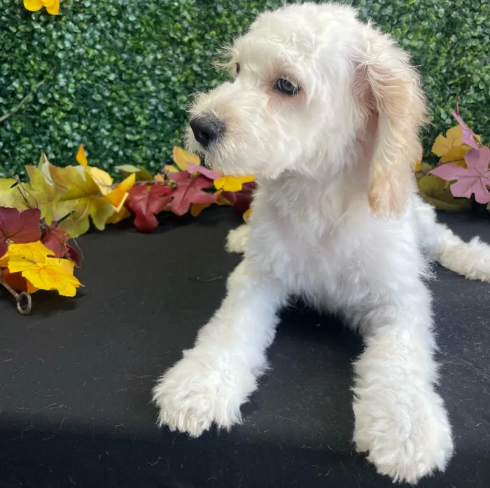 Male Cockapoo puppy named Nemo for sale at Puppy Dreams - West Little Rock.