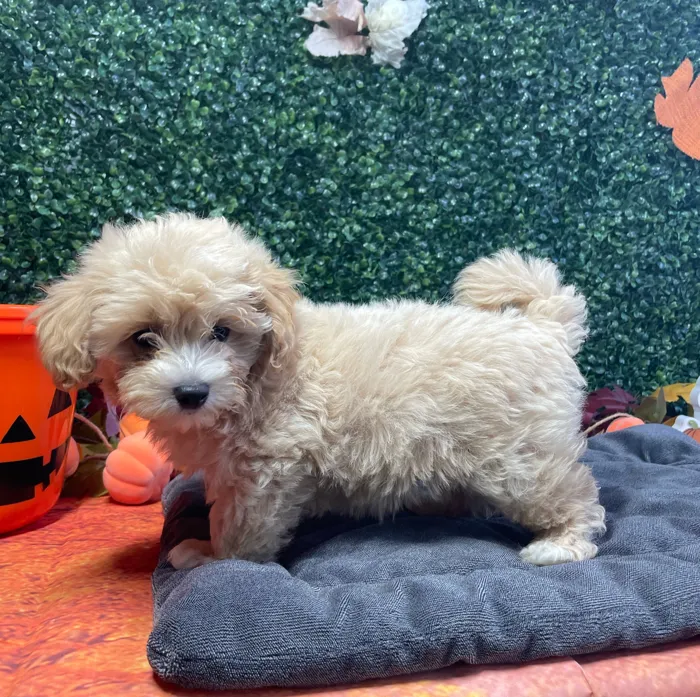 Female Maltipoo puppy named Vikki for sale at Puppy Dreams - West Little Rock.
