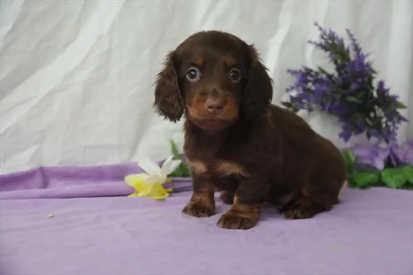 Female Dachshund puppy named Salem for sale at Puppy Dreams - West Little Rock.