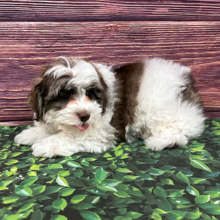 Male Schnoodle puppy named Dupont for sale at Puppy Dreams - South Little Rock.
