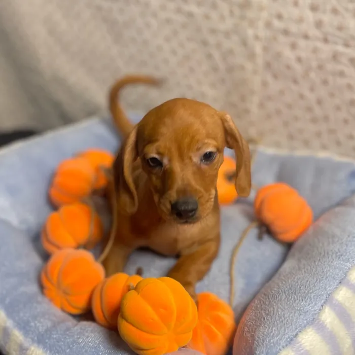Male Chiweenie puppy named Boo for sale at Puppy Dreams - West Little Rock.