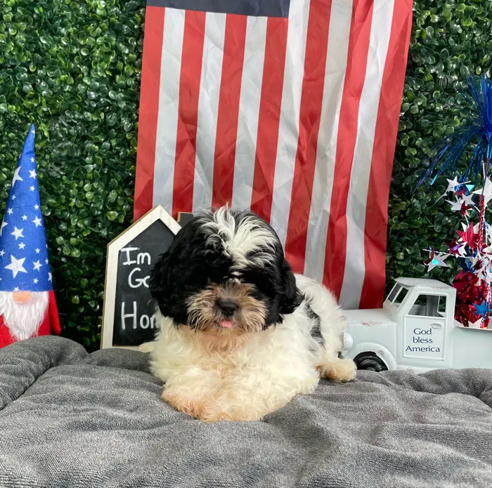 Female Shih Tzu puppy named Elaine for sale at Puppy Dreams - West Little Rock.