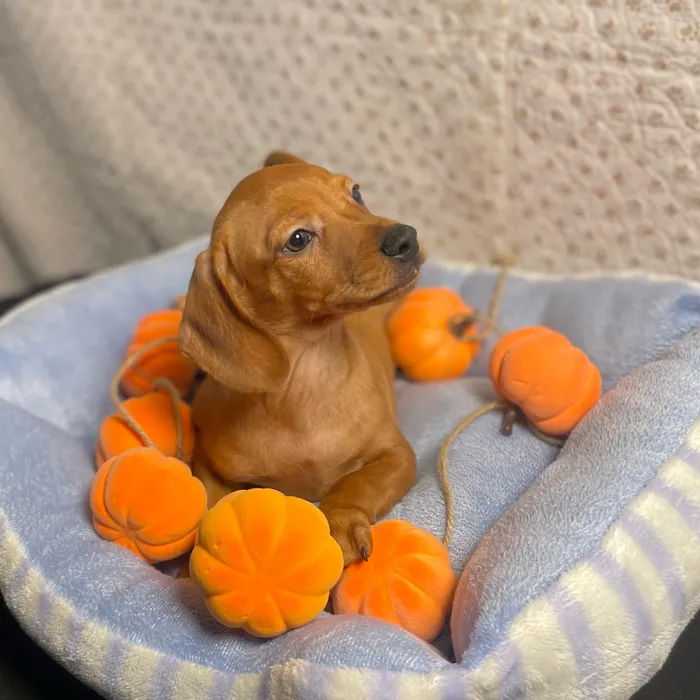 Male Chiweenie puppy named Boo for sale at Puppy Dreams - West Little Rock.
