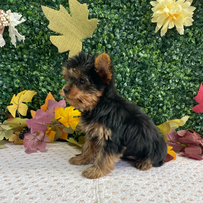 Male Yorkie puppy named Craig for sale at Puppy Dreams - West Little Rock.