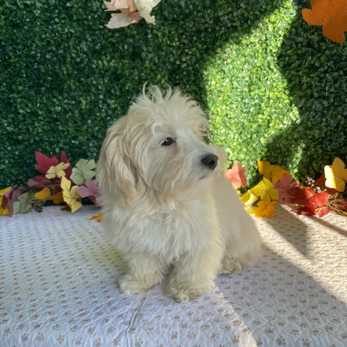 Female Maltipoo puppy named Saffron for sale at Puppy Dreams - West Little Rock.