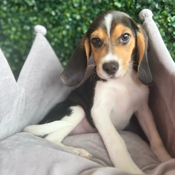 Male Beagle puppy named Sawyer for sale at Puppy Dreams - South Little Rock.