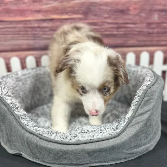 Male Mini Aussie puppy named Durango for sale at Puppy Dreams - South Little Rock.